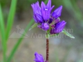 08_Campanula-glomerata-ciucure