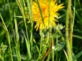 20_Hypochaeris-uniflora_Anghinarea-oilor