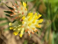25_Floare