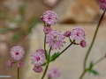 26_Flori