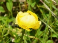 62_Trollium-europaeus_Bulbuc-de-munte
