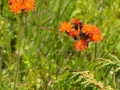 63_Ruscuta_Hieracium-aurantiacum