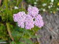 64_Achilea-millefolia_Coada-soricelului