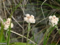 16_Talpa-pisicii