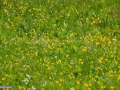 09_Floare-brosteasca_Ranunculus-acris