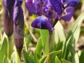 60-Iris-pumila.jpg