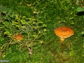 48_Cazaci-comestibili