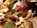 04_Spanz_Heleborus-purpurescens