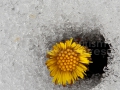 05_Floare-de-podbal