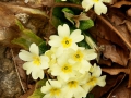 17_Primula-vulgaris