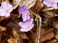 18_Hepatica-nobilis_Albastrele