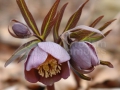 24_Spanz_Heleborus-purpurescens