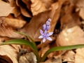 27_Viorea_Scilla-bifolia