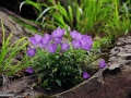 01_Campanula-persicifolia_clopotei