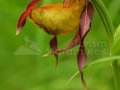 0103_Cypripedium-calceolus_Papucul-doamnei_orhidee