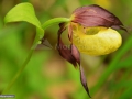 0108_Cypripedium-calceolus_Papucul-doamnei_orhidee