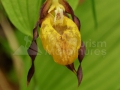 0113_Cypripedium-calceolus_Papucul-doamnei_orhidee