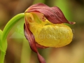 0123_Cypripedium-calceolus_Papucul-doamnei_orhidee