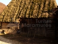 01_Sura-cu-goz-Fisculas-Maramures