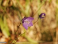 06_Clopotel