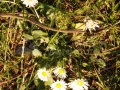31_Paralute_Bellis-perenis
