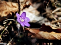 Albastrea-Hepatica-nobilis