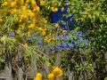 0118_Flori-galbene
