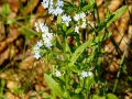Nu ma uita - Myosotis silvatica