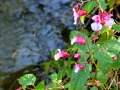 46_Flori