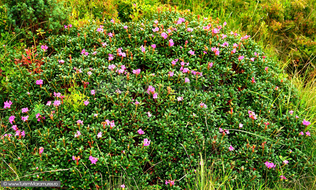 30_Rododendron-inflorit-a-doua-oara