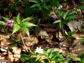 19_Dentaria-glandulosa-coltisori