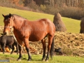 98_Cai-Stoiceni-Maramures