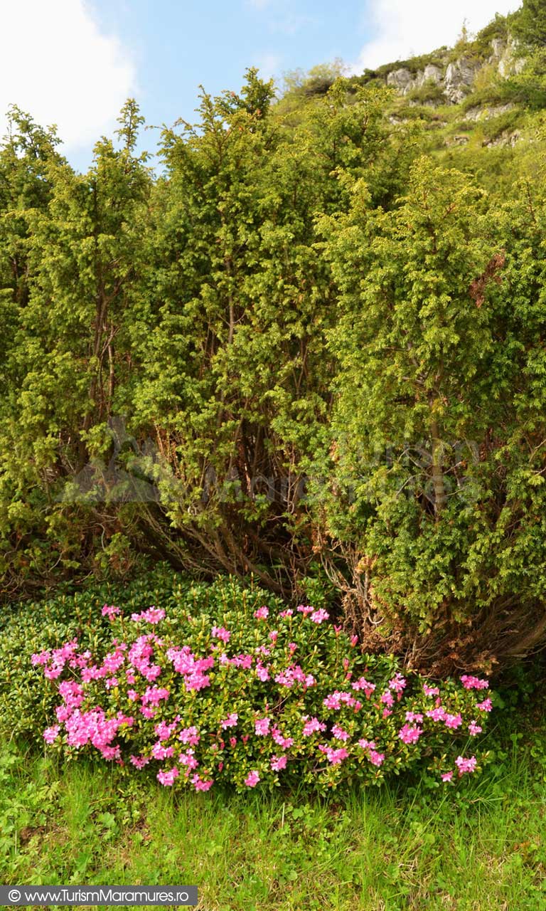 15_Ienupar-si-Rhododendron-kotschyi
