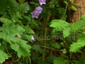 0026_Campanula-persicifolia