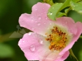 0054_Rosa-canina_Maces
