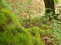 0149_Confluenta-paraului-Cremenei-cu-Valea-Borcutului