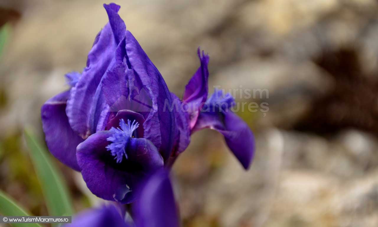 Iris-pumila