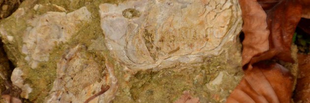 După fosile de scoici marine, din Buteasa pe Dâmbu Cucului și Dealul Butesei