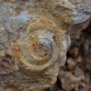 Buteasa: Dealul Urișului – cariera Sub Piatră – dealul Toporu, după fosile